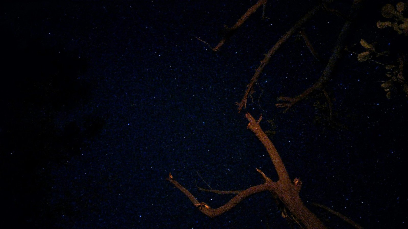 a tree branch in the dark with stars in the sky