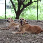 Stray-dogs-Rescue-by-Blue-Cross-Society-pune