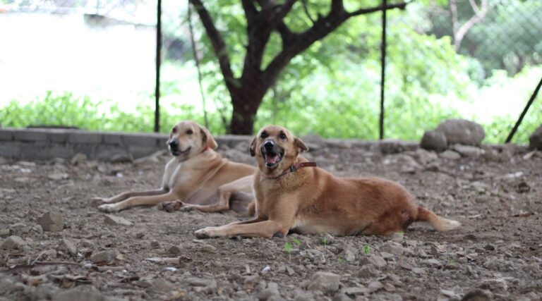 Stray-dogs-Rescue-by-Blue-Cross-Society-pune